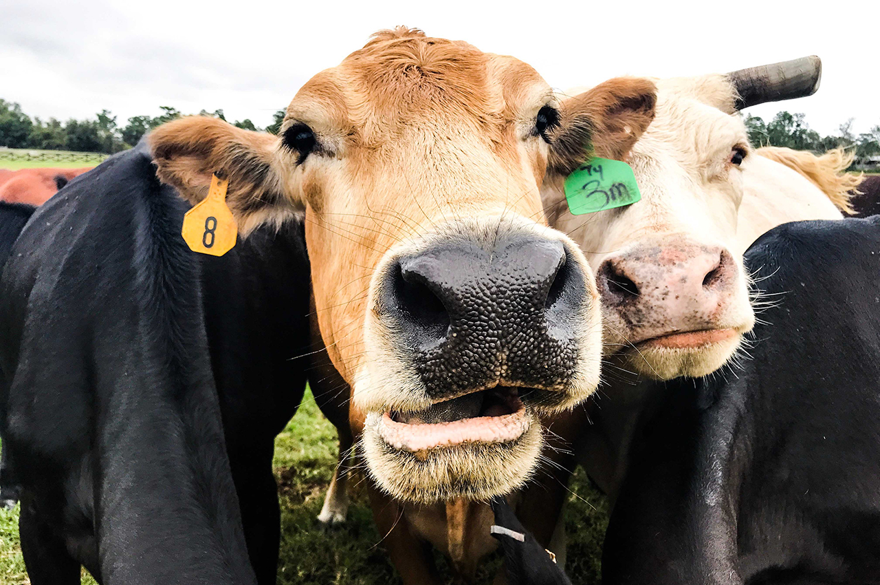 category-beef Beef