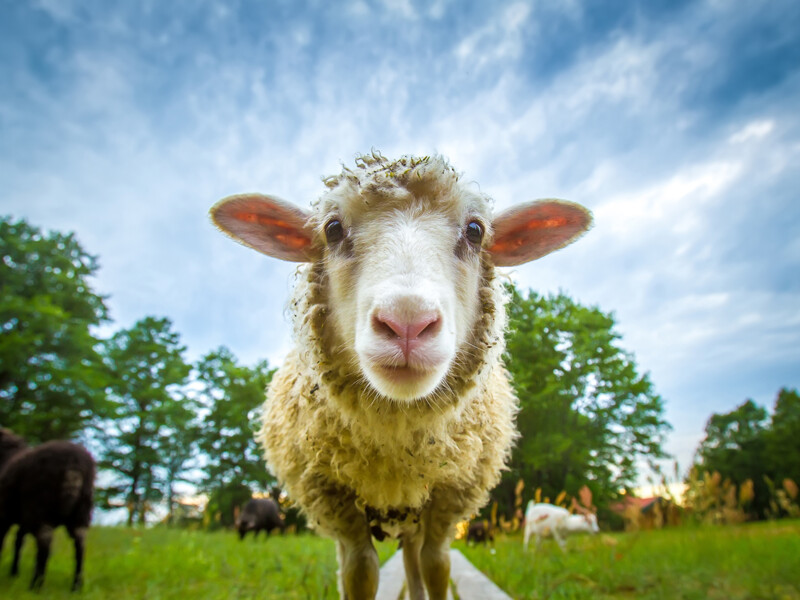 SHeep