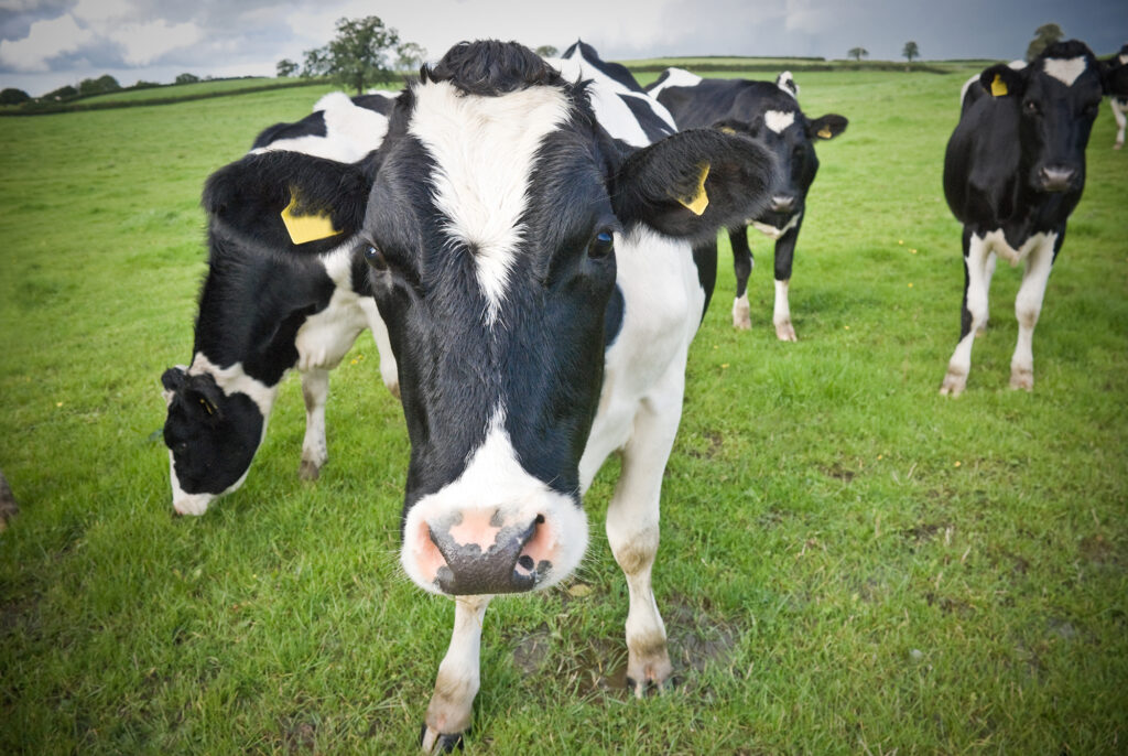 Cows