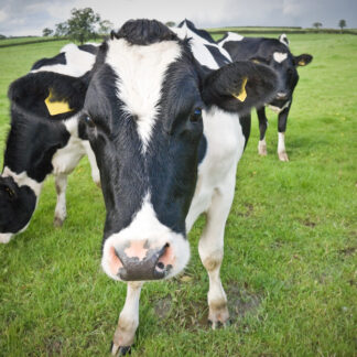 Cows