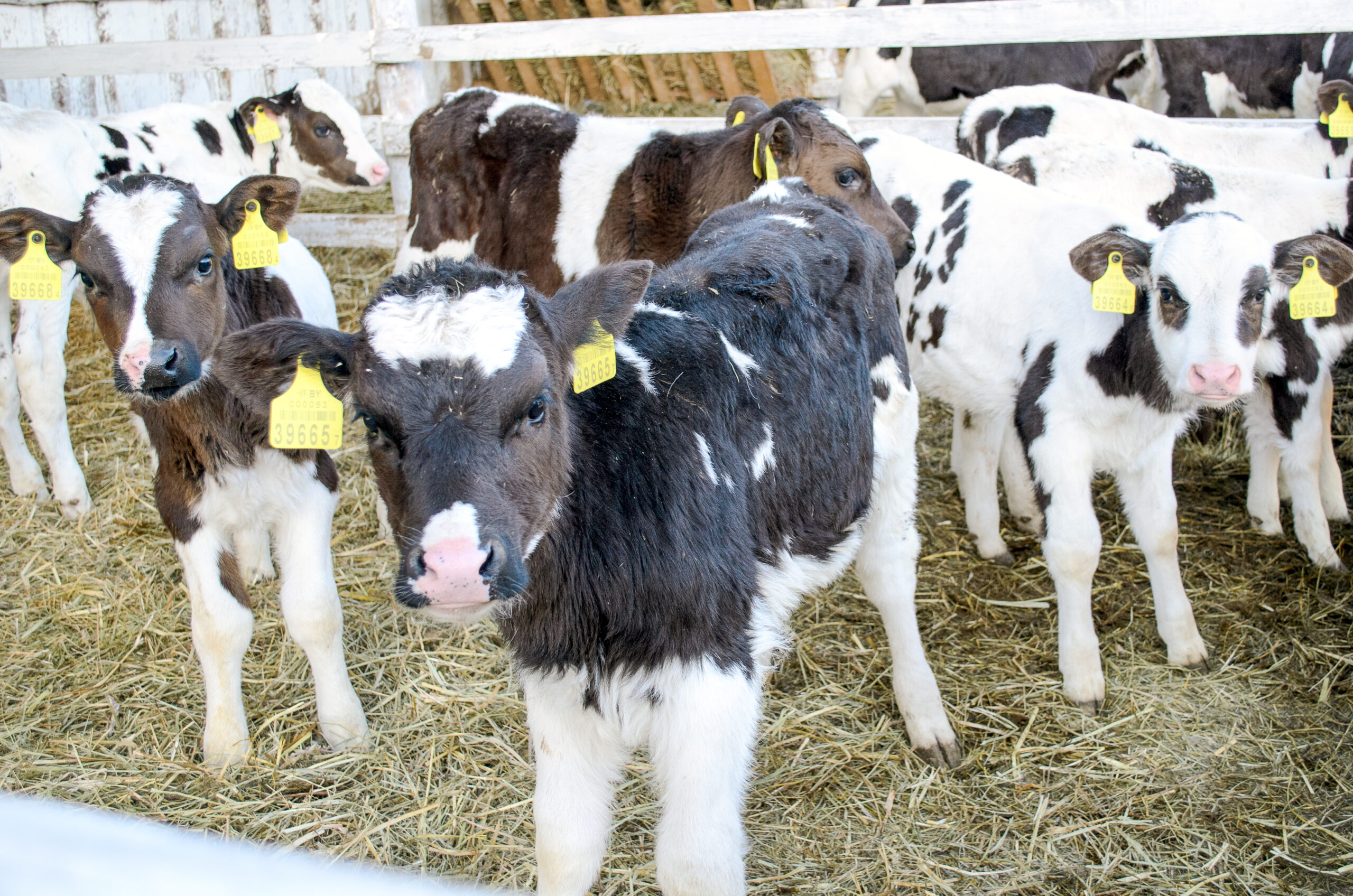 Pure Live Yeast For Calves | Biocell Lac | Biocell Agri